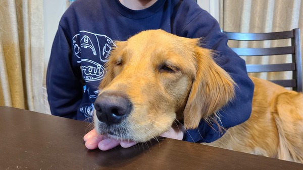 犬