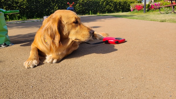 犬1