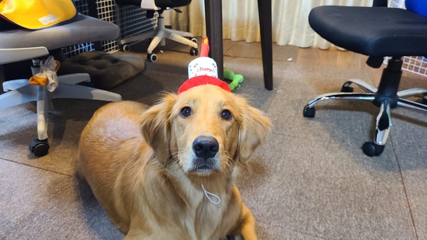 犬