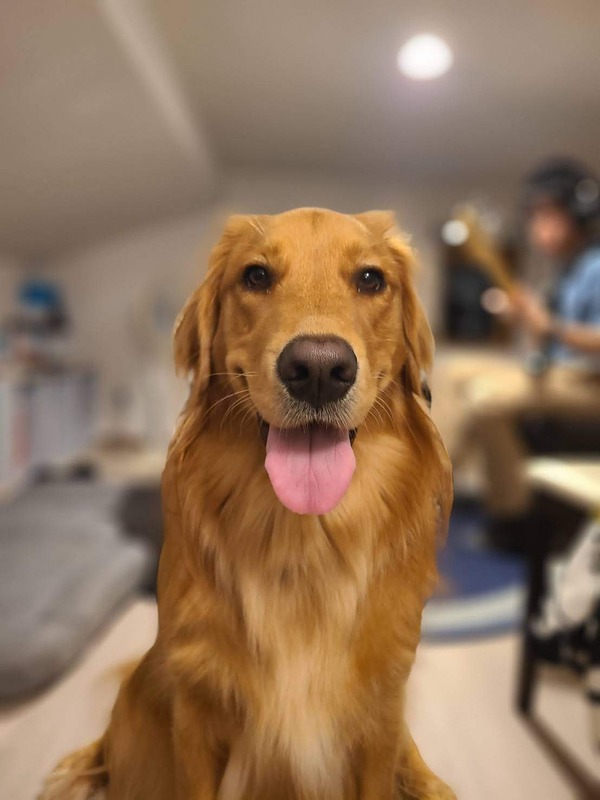 犬