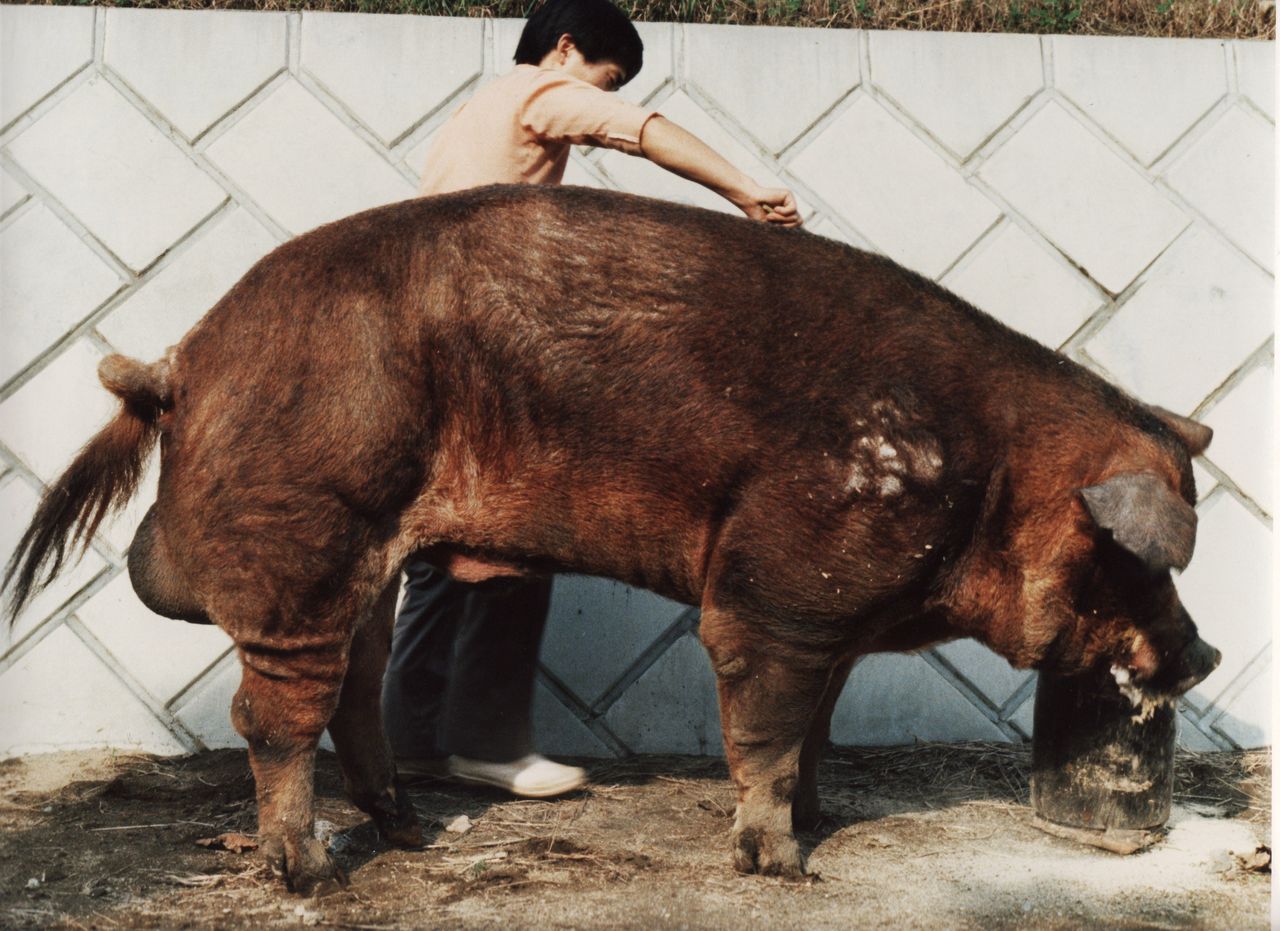 種雄豚の写真 梨作り一倉果樹園と北爪のblog 種雄豚の写真 梨作り一倉果樹園と北爪のblog