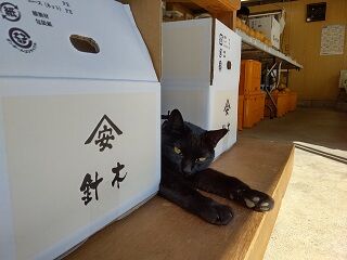 kyo