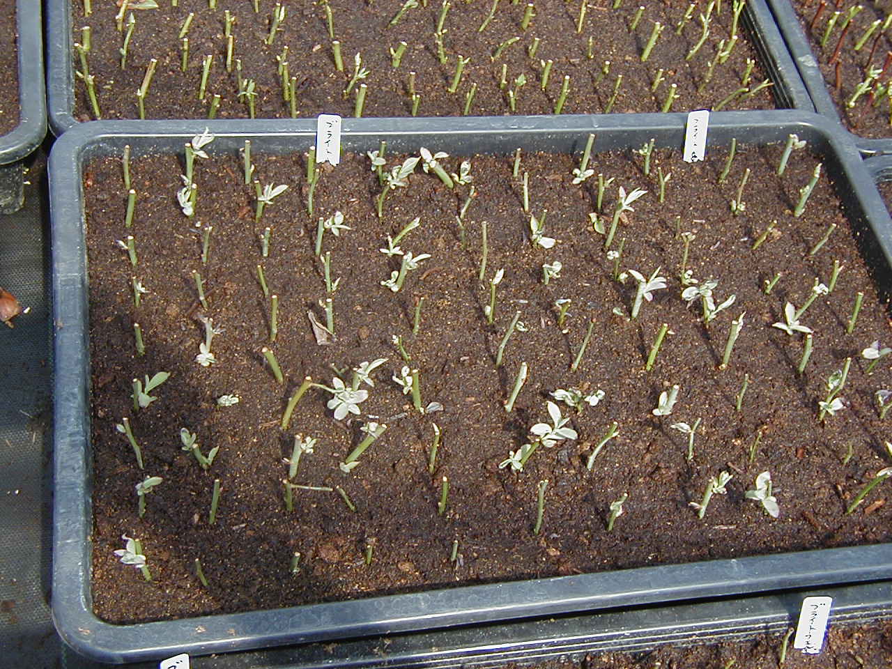 接木挿し木 ブルーベリー園作業日記