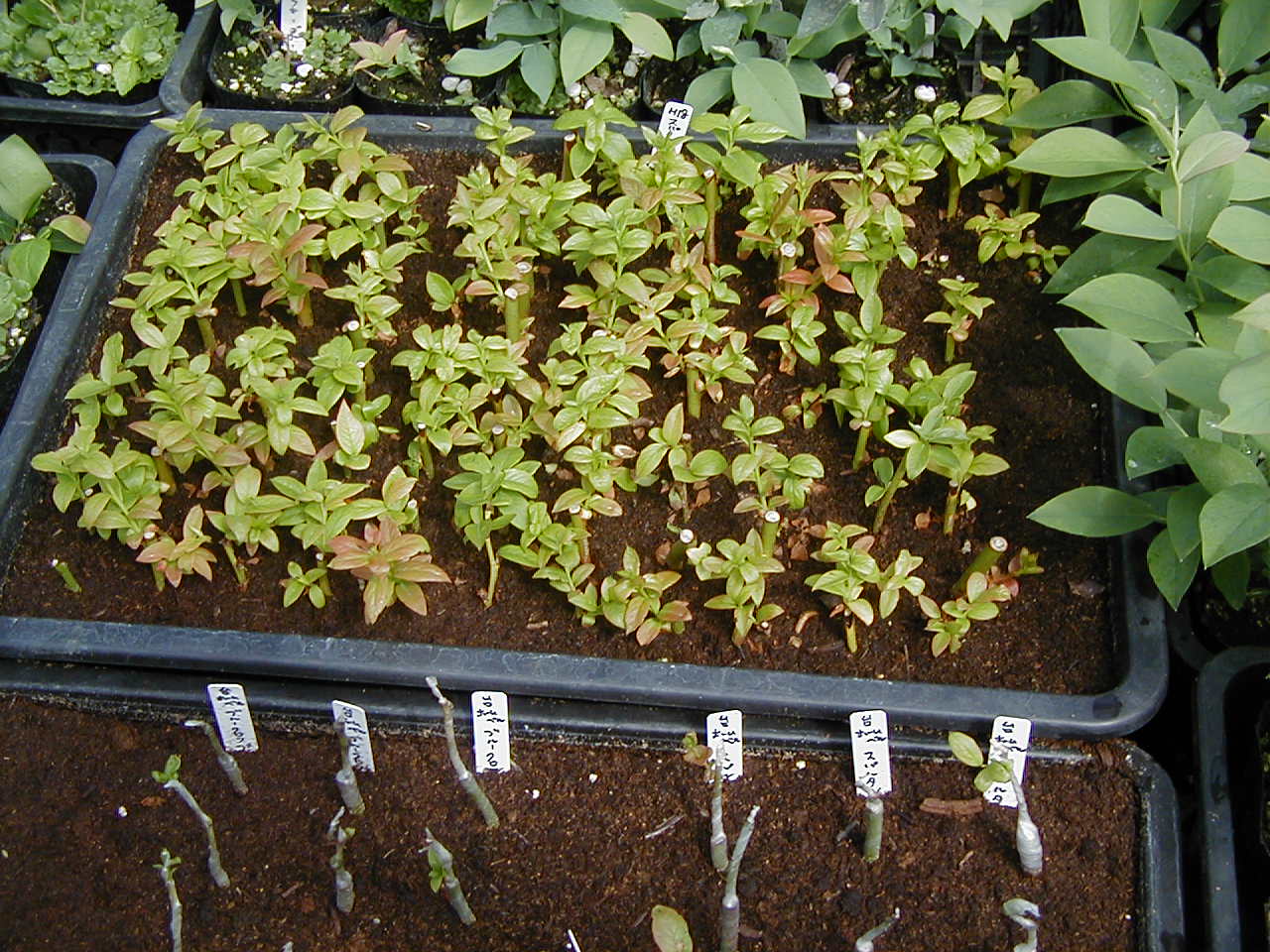 スパルタン挿し木 ブルーベリー園作業日記