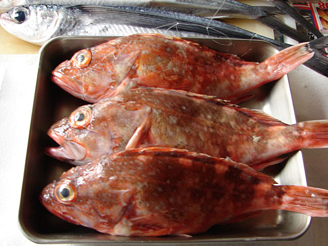 カサゴの煮付け Nasugamamapapa カサゴの煮付け Nasugamamapapa