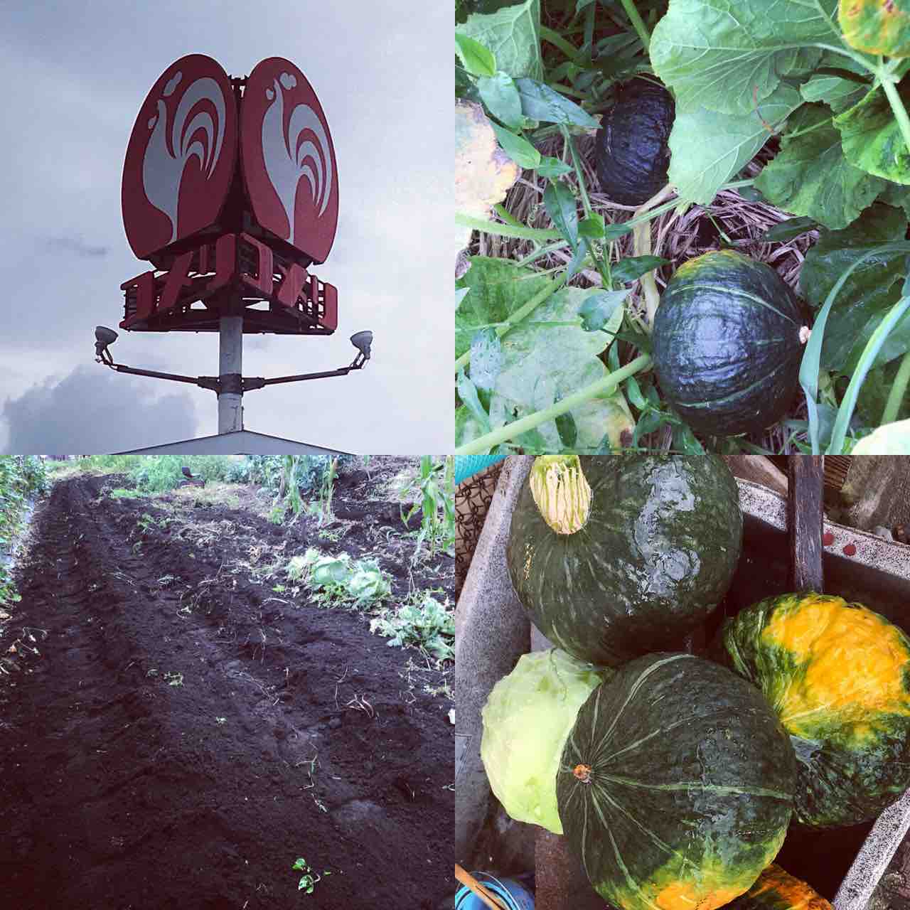 夏野菜 収穫 秋野菜 種蒔き はかりびと 測量日記