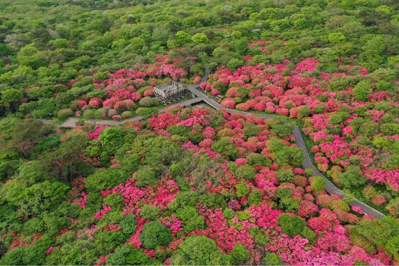 八幡のツツジ群生地 打ち合わせ 帰れマンデー 明日は草津 はかりびとのブログ 八幡のツツジ群生地 打ち合わせ 帰れマンデー 明日は草津 はかりびとのブログ