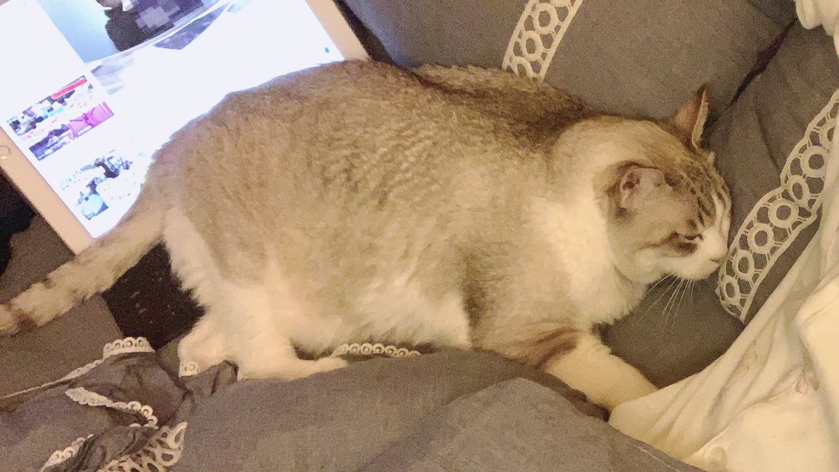 ブンブジナくんの既視感 そらかもしれん T 地下アイドル速報局