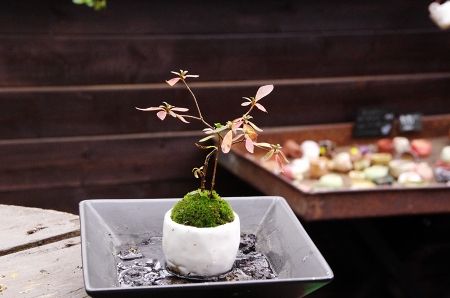 2013-11-15-6s.jpg