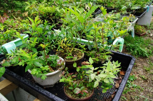 13年07月 小さな緑のインテリア 苔屋