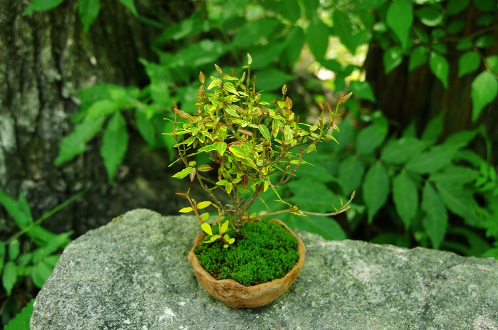 ミニ盆栽 小さな緑のインテリア 苔屋 ミニ盆栽 小さな緑のインテリア 苔屋
