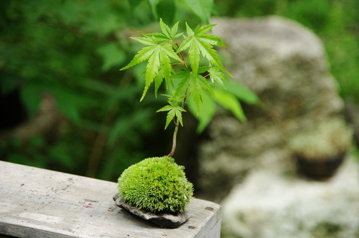 小さな緑のインテリア 苔屋 小さな緑のインテリア 苔屋