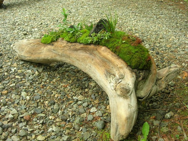 流木苔盆景 小さな緑のインテリア 苔屋 流木苔盆景 小さな緑のインテリア 苔屋