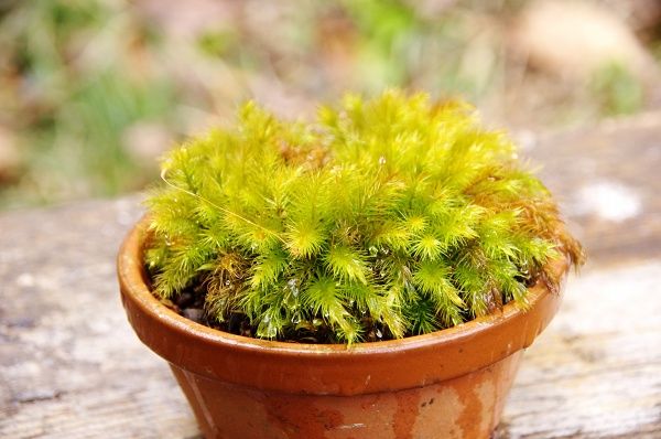 ヒノキゴケ 小さな緑のインテリア 苔屋 ヒノキゴケ 小さな緑のインテリア 苔屋