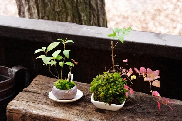 体験教室 小さな緑のインテリア 苔屋 体験教室 小さな緑のインテリア 苔屋