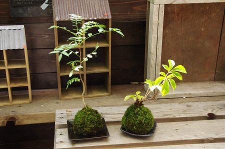 2013-10-15-4s.jpg