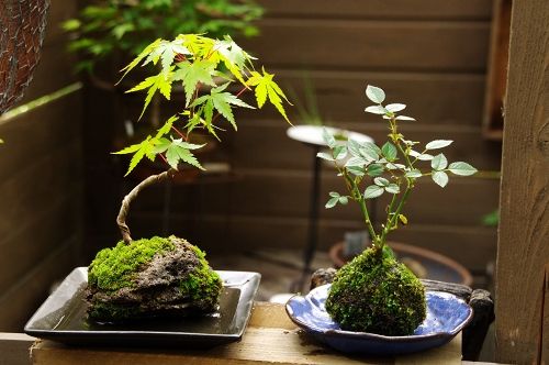 体験教室 小さな緑のインテリア 苔屋