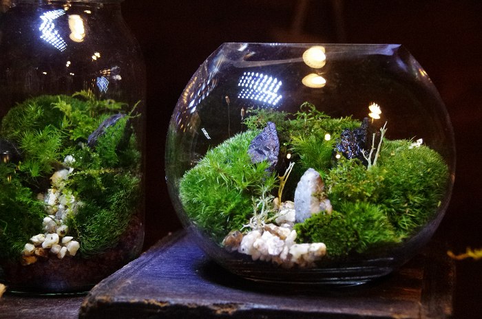 苔テラリウム特集 小さな緑のインテリア 苔屋 苔テラリウム特集 小さな緑のインテリア 苔屋