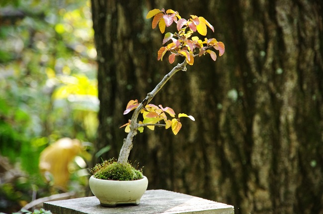 ミニ盆栽 小さな緑のインテリア 苔屋