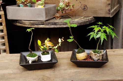 14年05月 小さな緑のインテリア 苔屋