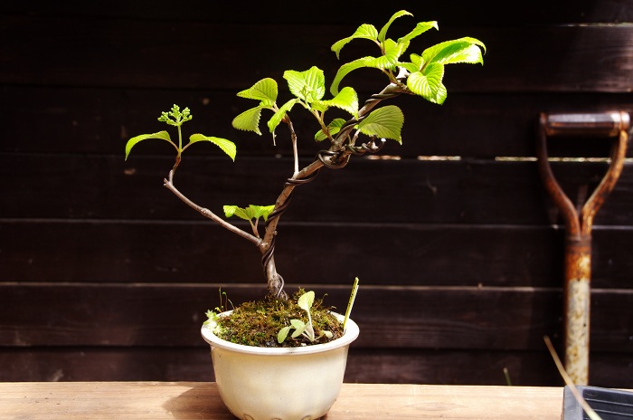 ミニ盆栽 小さな緑のインテリア 苔屋