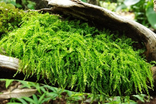 苔の栽培 小さな緑のインテリア 苔屋 苔の栽培 小さな緑のインテリア 苔屋