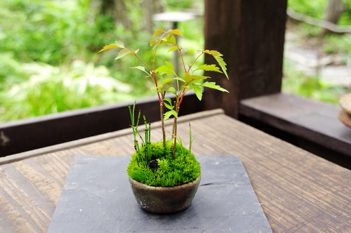 苔盆栽 小さな緑のインテリア 苔屋