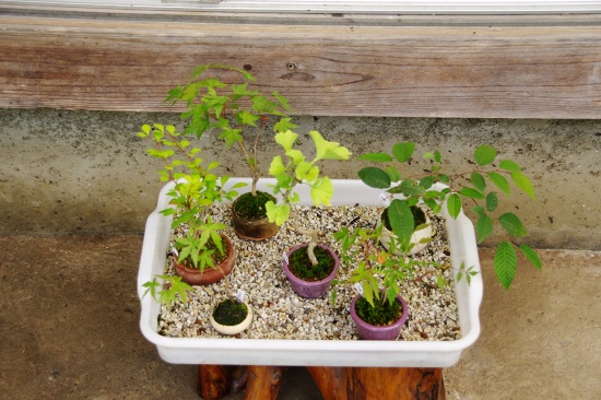 夏の管理 小さな緑のインテリア 苔屋