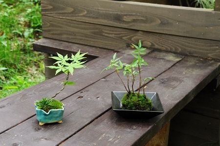 2013-6-15-5s.jpg