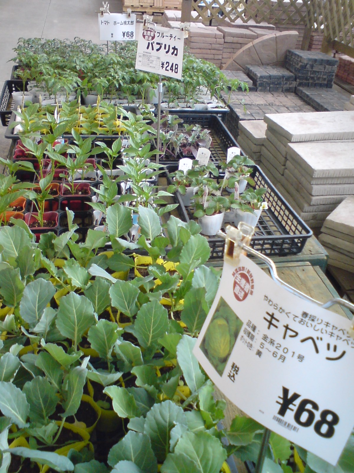苗と猫 那須でれすけ暮らし