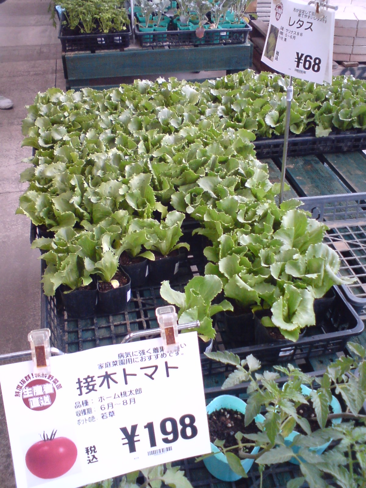 苗と猫 那須でれすけ暮らし