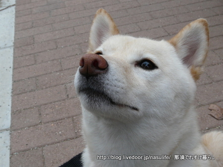 犬のおやつに豚耳ロースト 那須でれすけ暮らし