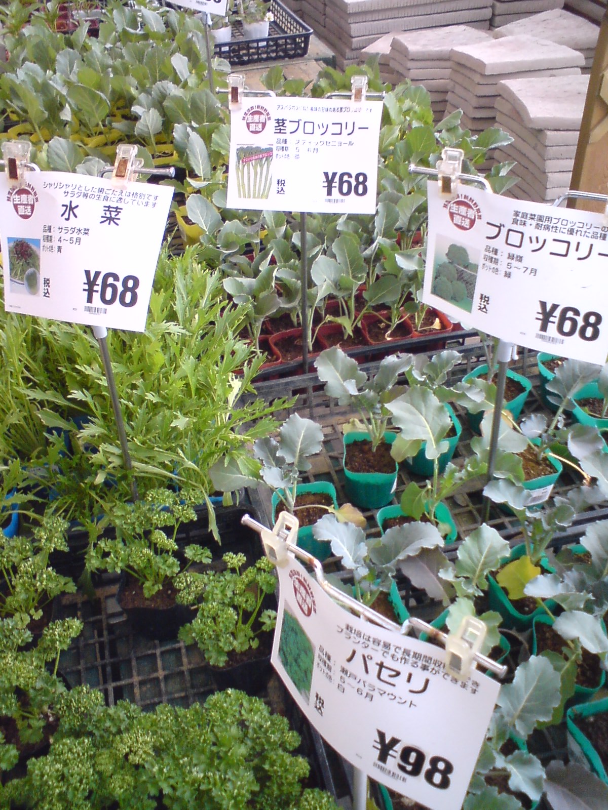 苗と猫 那須でれすけ暮らし