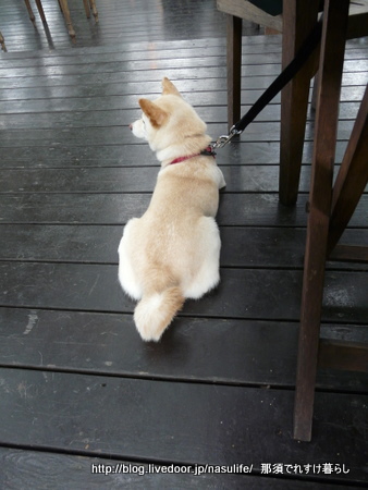 犬連れペニーレイン 那須でれすけ暮らし