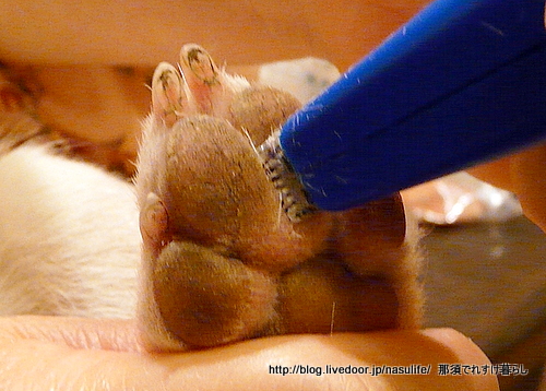 犬用部分バリカンを買った 那須でれすけ暮らし