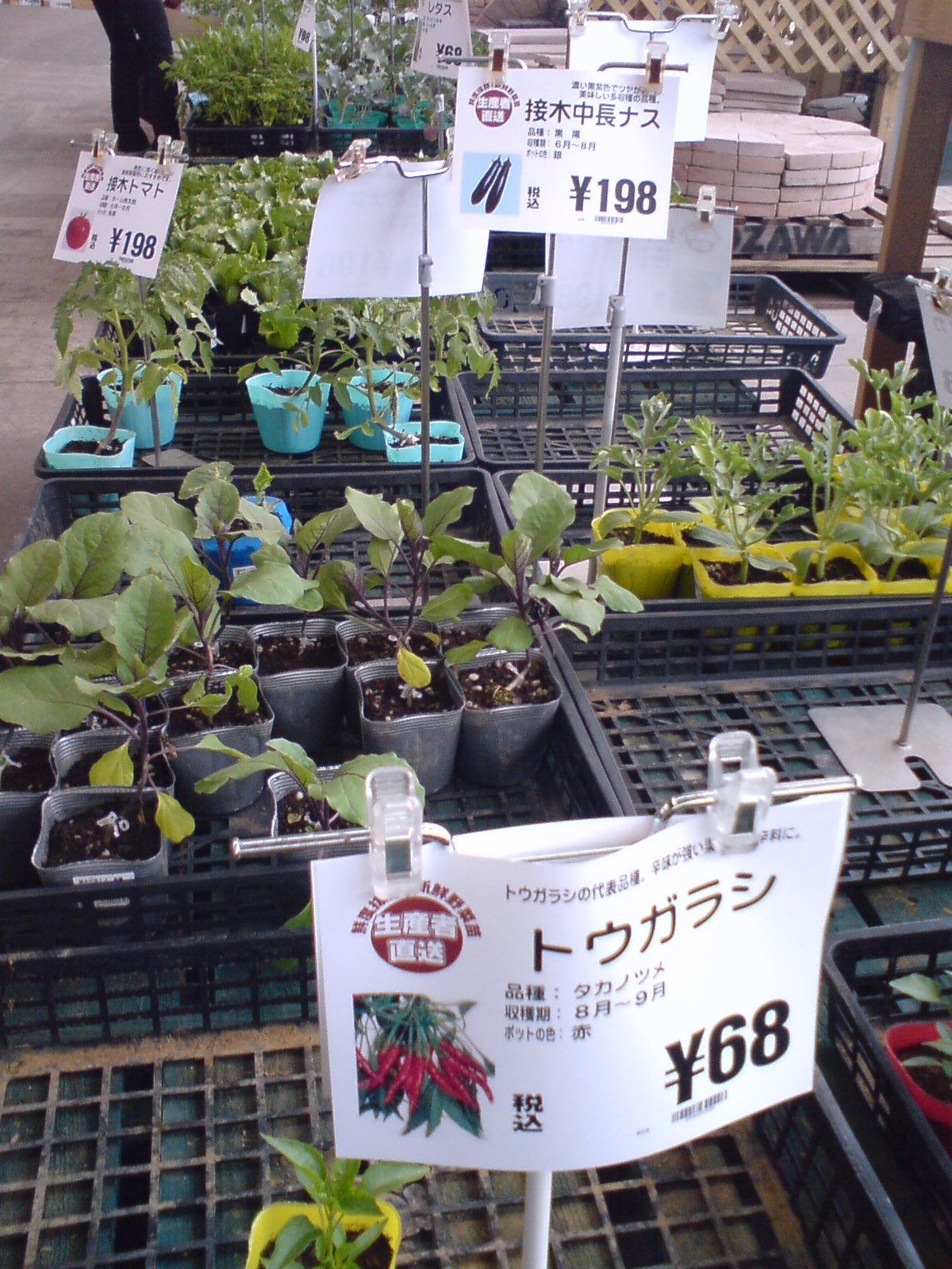 苗と猫 那須でれすけ暮らし