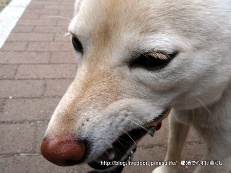 犬のおやつに豚耳ロースト 那須でれすけ暮らし