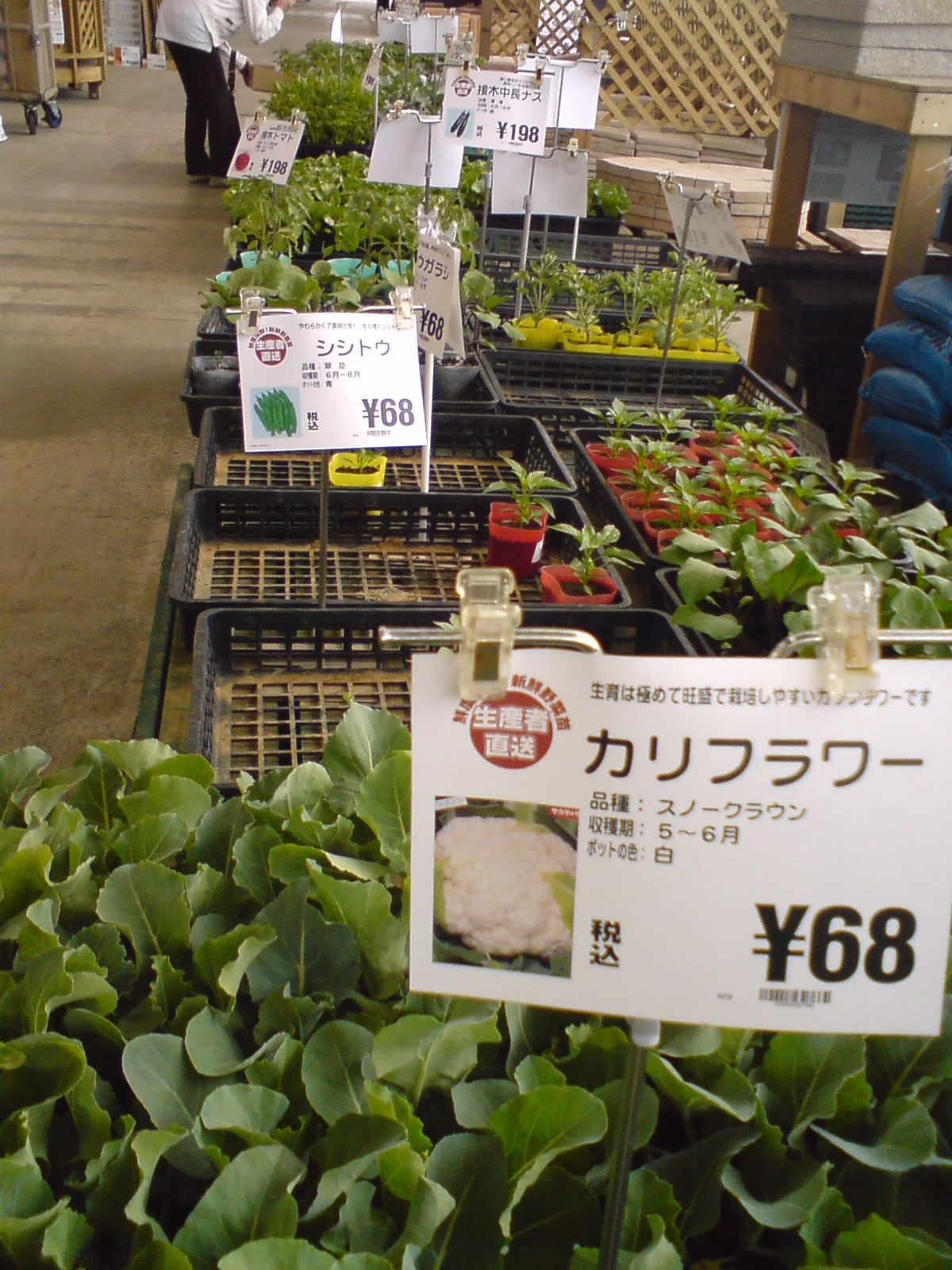 苗と猫 那須でれすけ暮らし