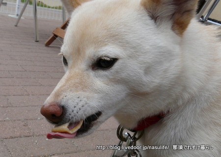 犬のおやつに豚耳ロースト 那須でれすけ暮らし