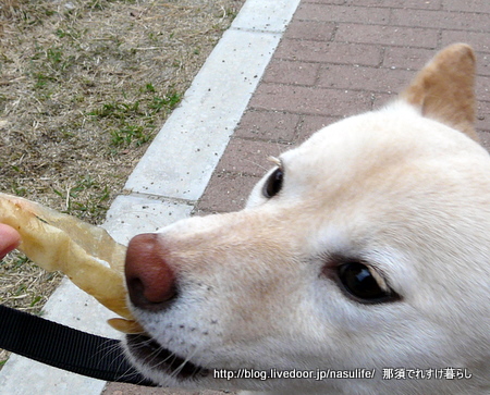 犬のおやつに豚耳ロースト 那須でれすけ暮らし