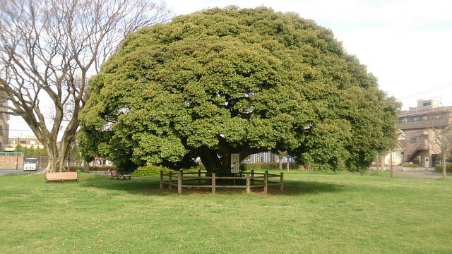 ?なんの木 : 那須の住人(悠々自適)のblog
