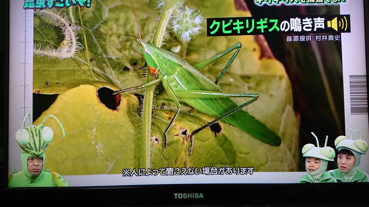 クビキリギリスの鳴き声がきこえますか 那須の住人 悠々自適 のblog クビキリギリスの鳴き声がきこえますか 那須の住人 悠々自適 のblog