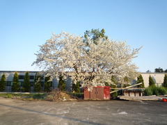 P1050453