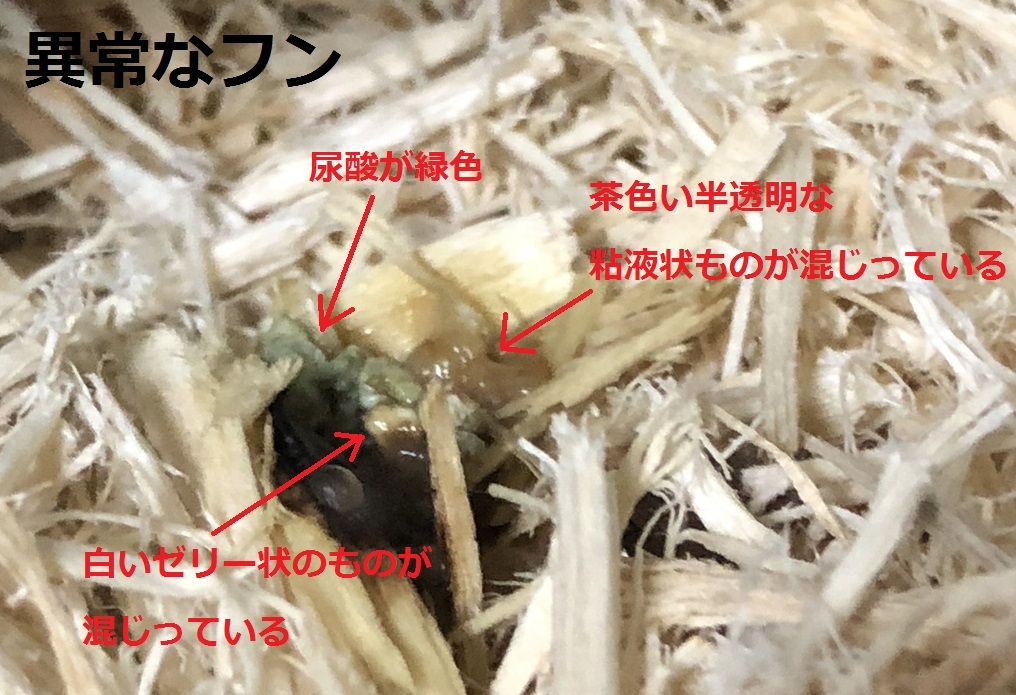 フンの状態には気を配ろう こんなヘビの飼い方をしてはいけない フンの状態には気を配ろう こんなヘビの飼い方をしてはいけない