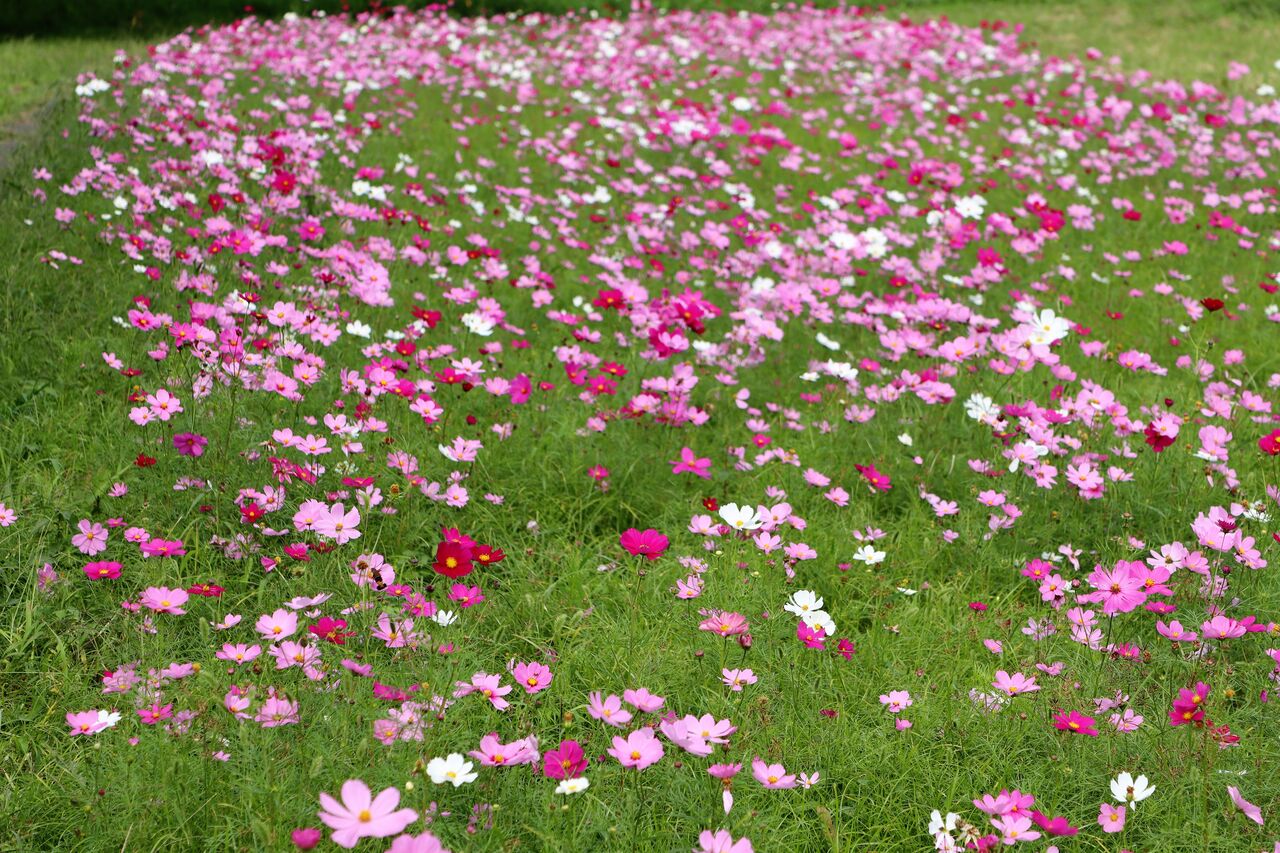 コスモスの花摘み 居場所と出番のあるまち コスモスの花摘み 居場所と出番のあるまち