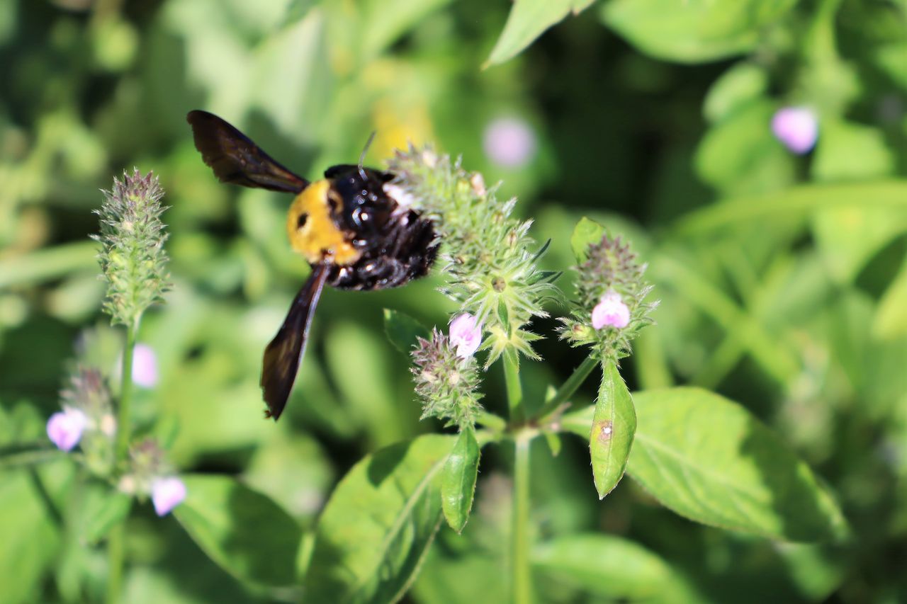 花に群がる虫たち 居場所と出番のあるまち