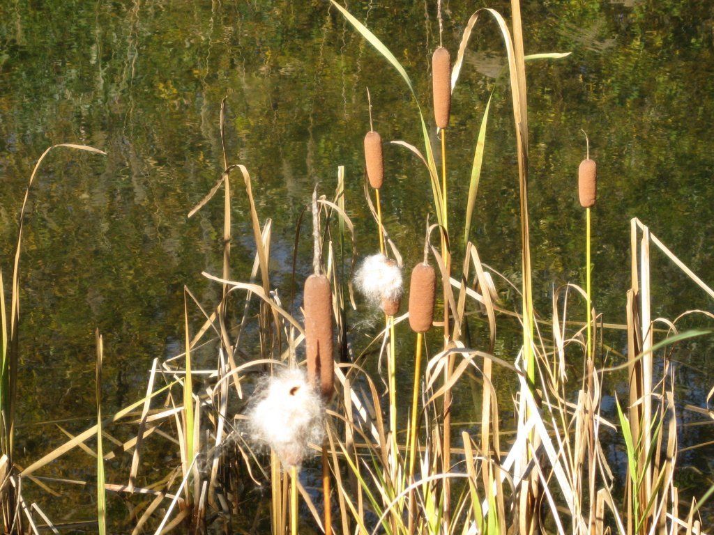 ガマの穂綿 居場所と出番のあるまち ガマの穂綿 居場所と出番のあるまち