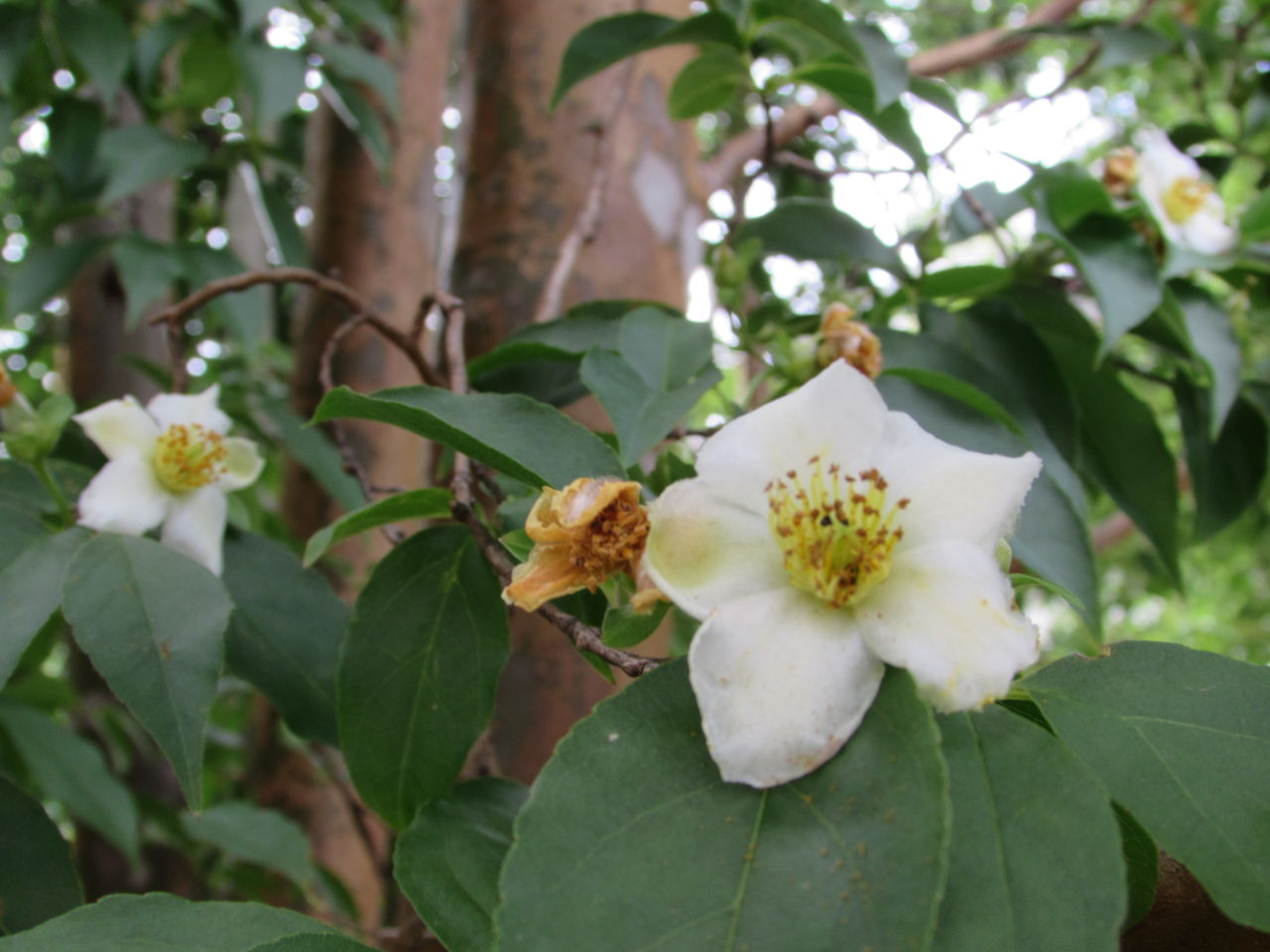 沙羅双樹の花の色 居場所と出番のあるまち