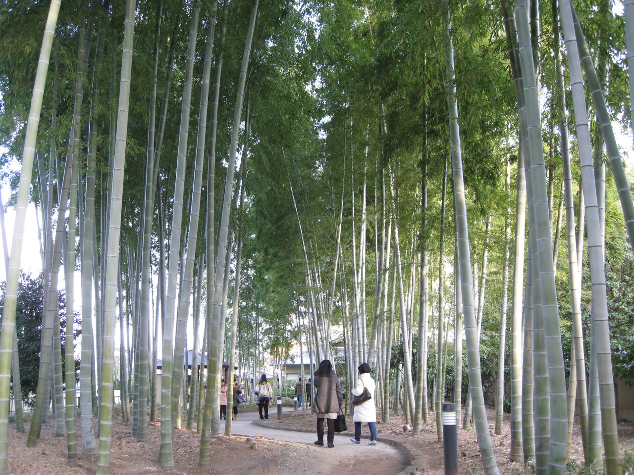 氷川の杜文化館の竹林がいい 居場所と出番のあるまち
