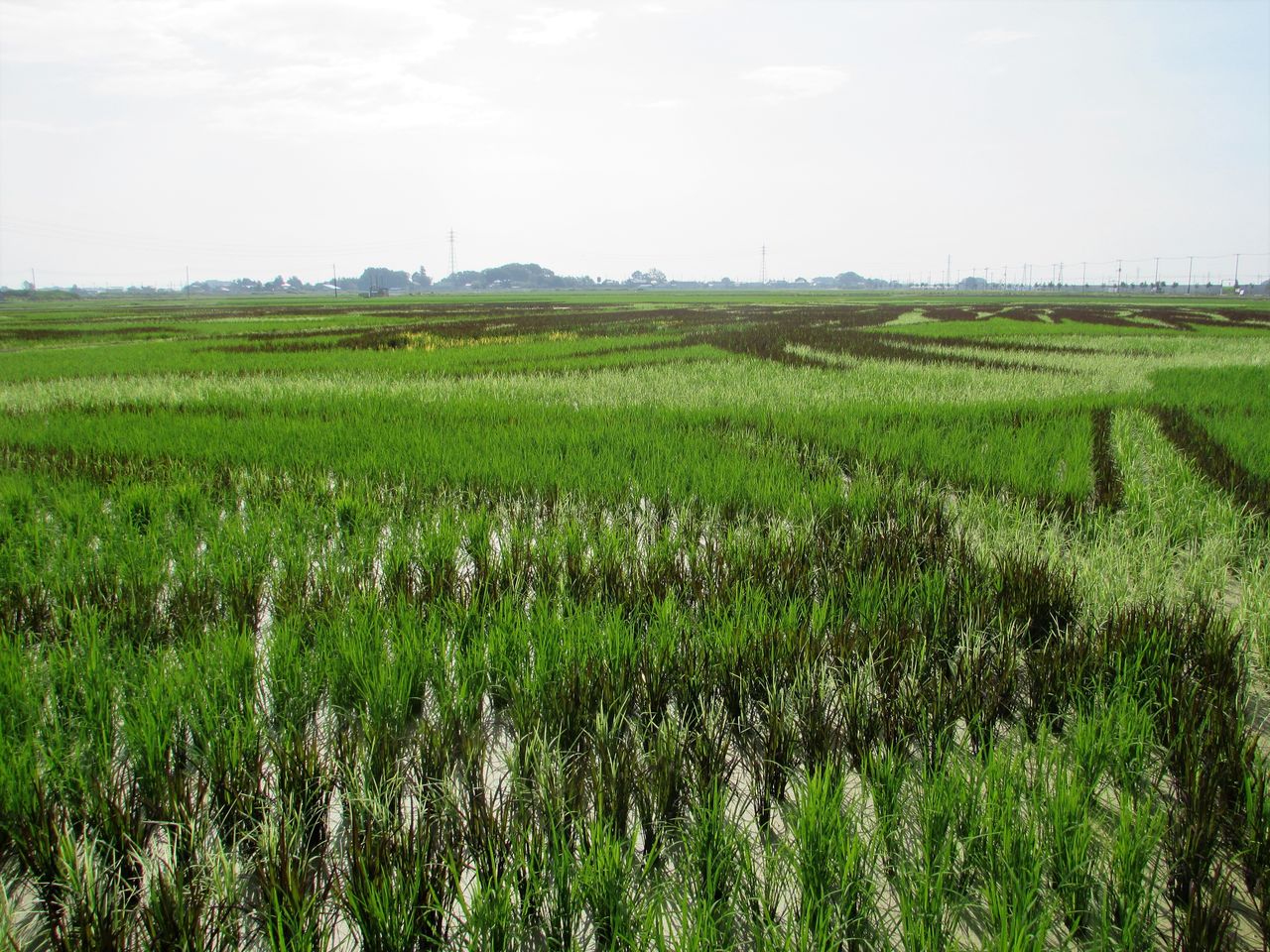 行田の田んぼアート 大いなる翼とナスカの地上絵 居場所と出番のあるまち